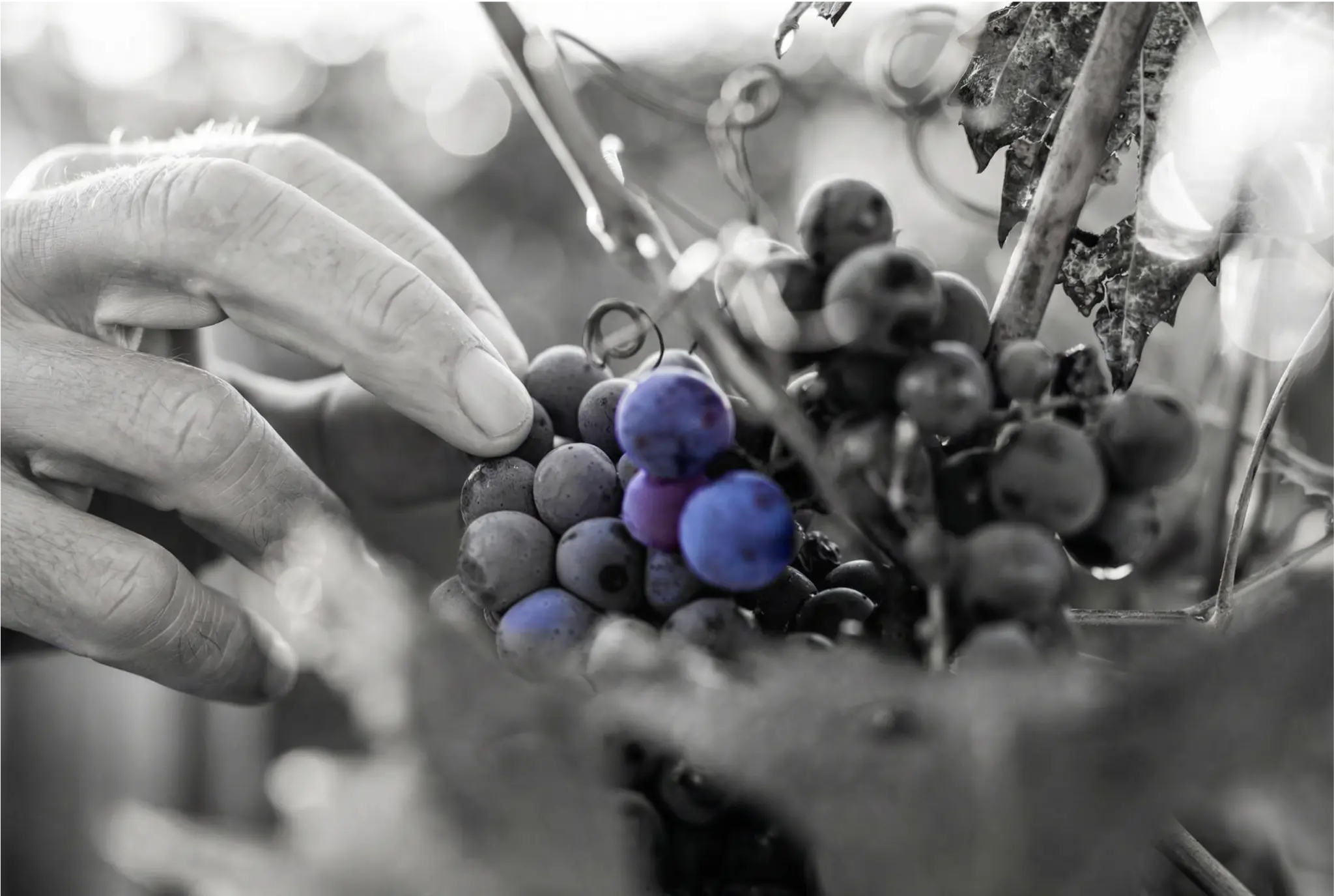Timeless — Brunello