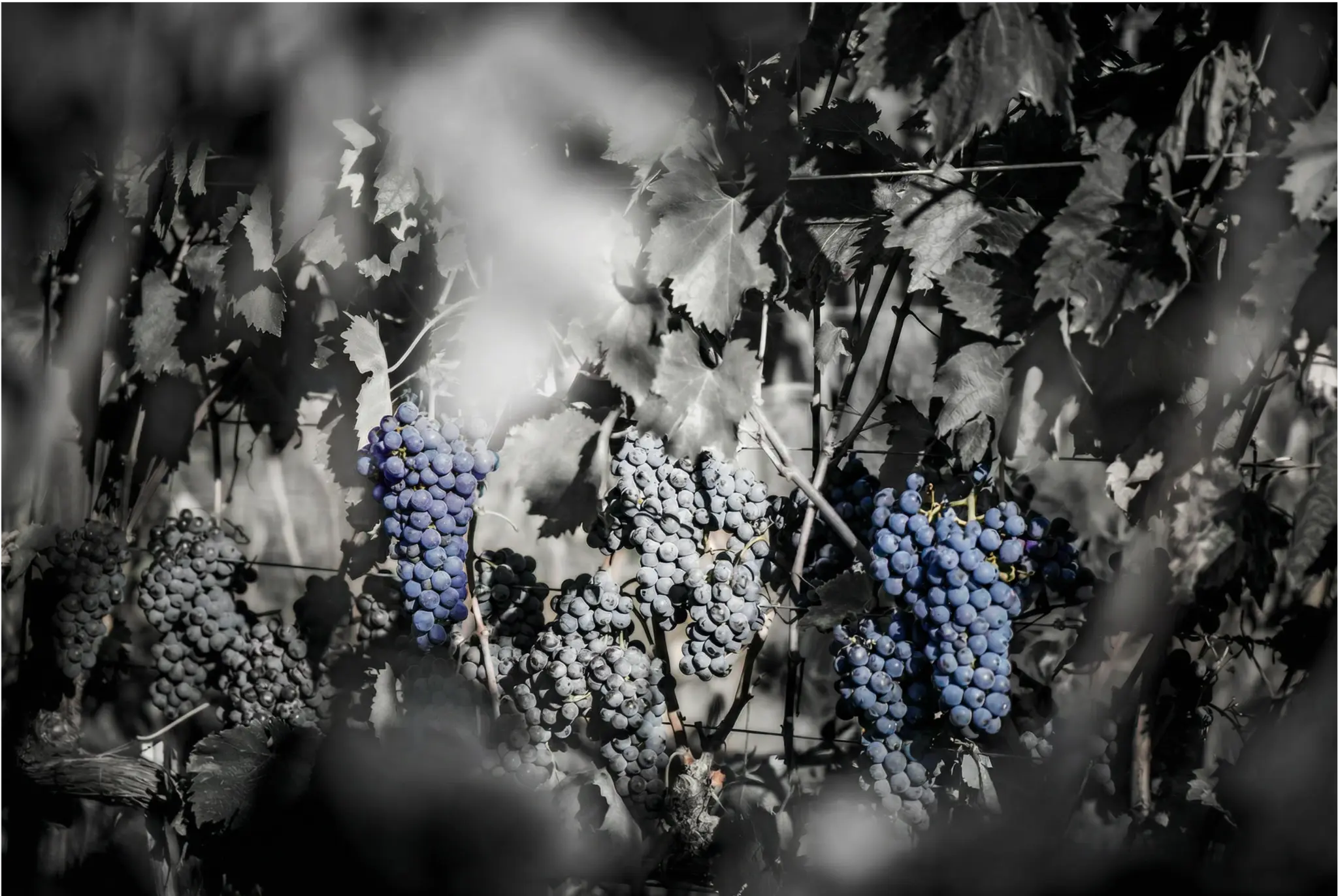 Motus — arte e vino