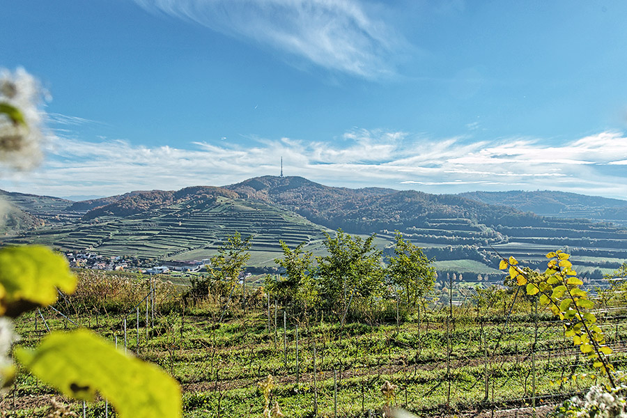 Echoes — vigneto Pinot Noir