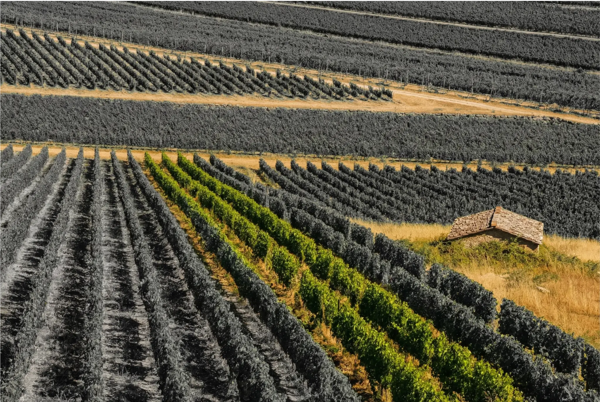 Vite — vigneto e casetta